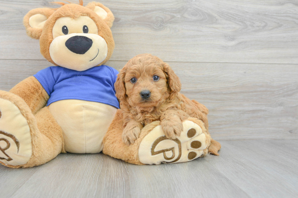 7 week old Mini Goldendoodle Puppy For Sale - Premier Pups
