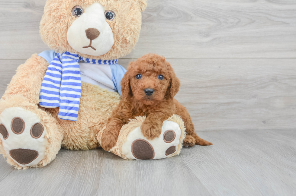 Standard, Toy & Mini: Goldendoodle Difference - Premier Pups