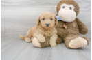 Meet Gabi - our Mini Goldendoodle Puppy Photo 2/3 - Premier Pups