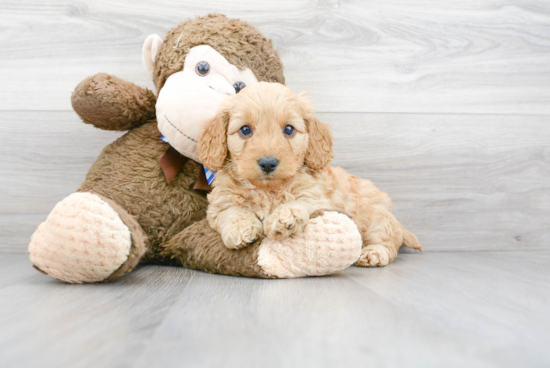 Mini Goldendoodle Pup Being Cute