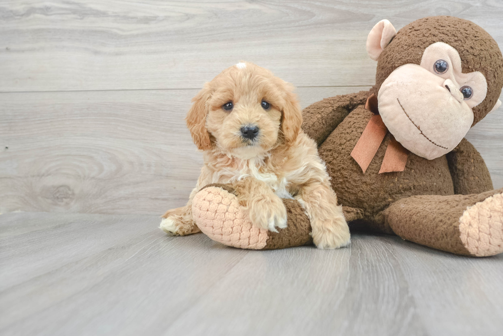 Mini Goldendoodle Meet Gavin A Puppy For Adoption