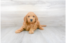 Meet Gavin - our Mini Goldendoodle Puppy Photo 1/3 - Premier Pups