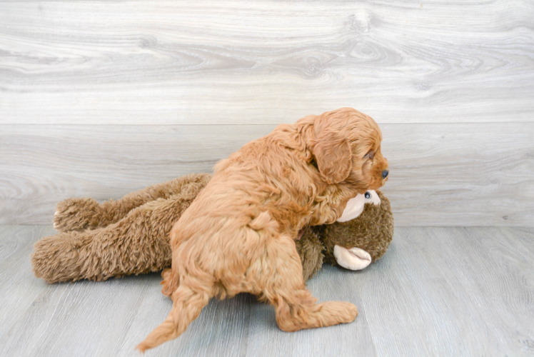 Meet Gavin - our Mini Goldendoodle Puppy Photo 3/3 - Premier Pups
