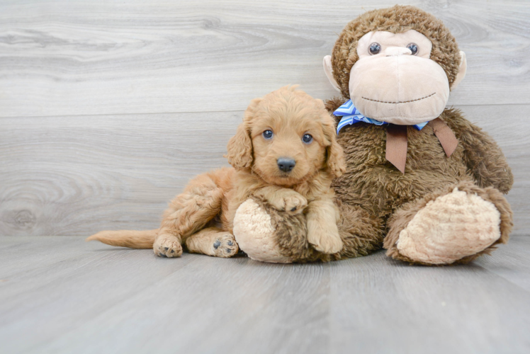 Meet Gavin - our Mini Goldendoodle Puppy Photo 1/3 - Premier Pups