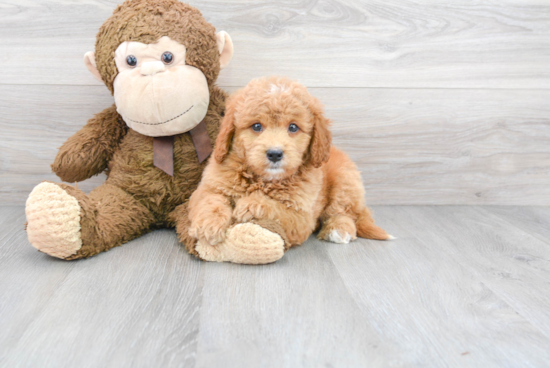 Smart Mini Goldendoodle Poodle Mix Pup