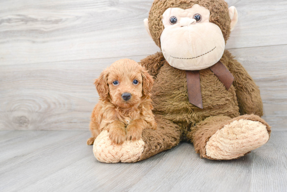 Mini Goldendoodle Pup Being Cute