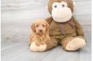 Meet Gavin - our Mini Goldendoodle Puppy Photo 2/3 - Premier Pups