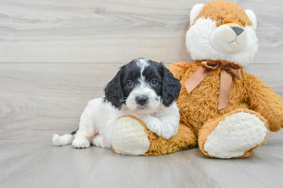5 week old Mini Goldendoodle Puppy For Sale - Premier Pups