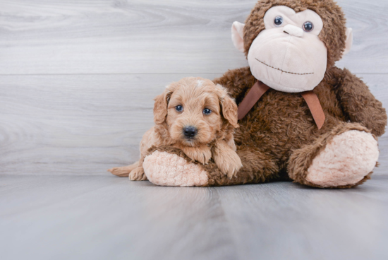 Adorable Golden Retriever Poodle Mix Puppy