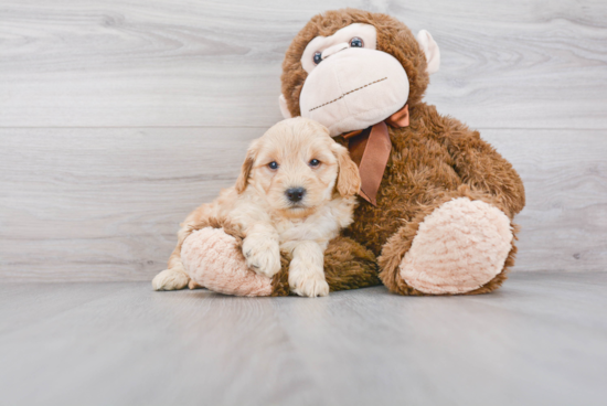 Mini Goldendoodle Pup Being Cute