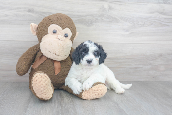 Mini Goldendoodle Pup Being Cute