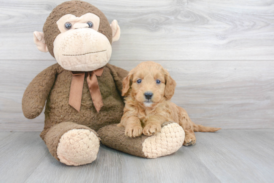 Friendly Mini Goldendoodle Baby