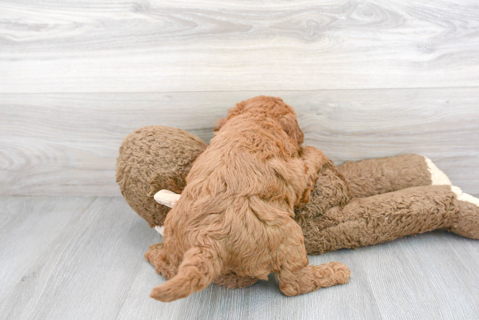 Meet George - our Mini Goldendoodle Puppy Photo 3/3 - Premier Pups