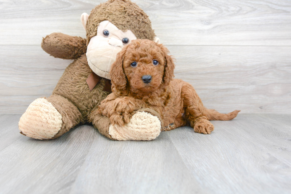 Meet George - our Mini Goldendoodle Puppy Photo 1/3 - Premier Pups
