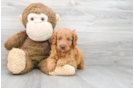 Meet George - our Mini Goldendoodle Puppy Photo 1/3 - Premier Pups