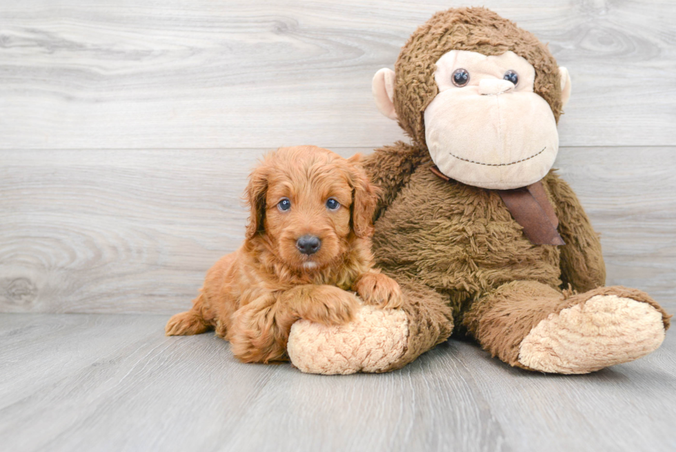 Meet George - our Mini Goldendoodle Puppy Photo 2/3 - Premier Pups