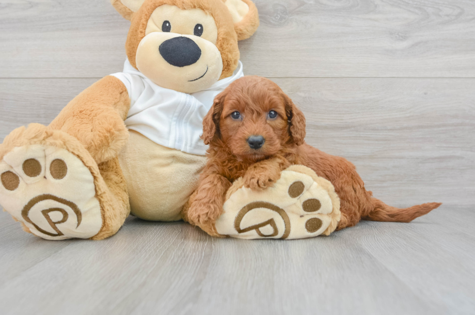5 week old Mini Goldendoodle Puppy For Sale - Premier Pups