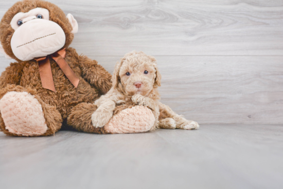 Small Mini Goldendoodle Baby