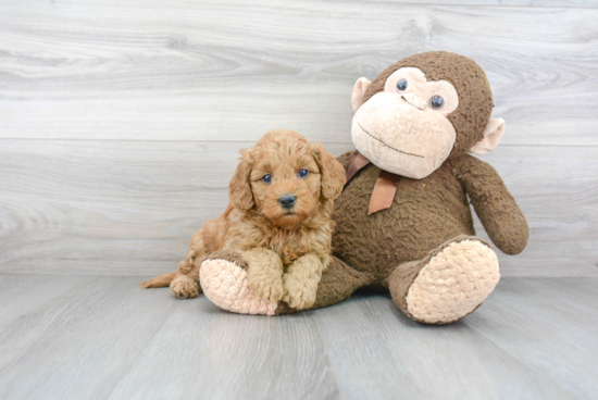 Little Golden Retriever Poodle Mix Puppy