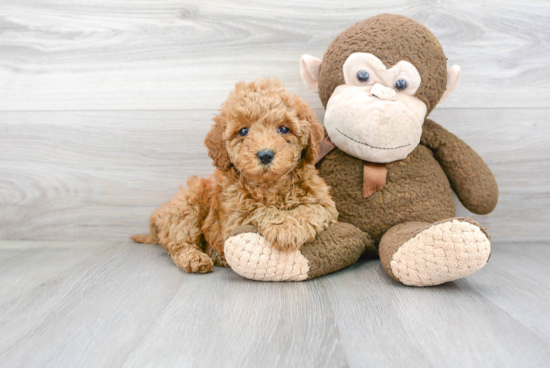 Mini Goldendoodle Pup Being Cute