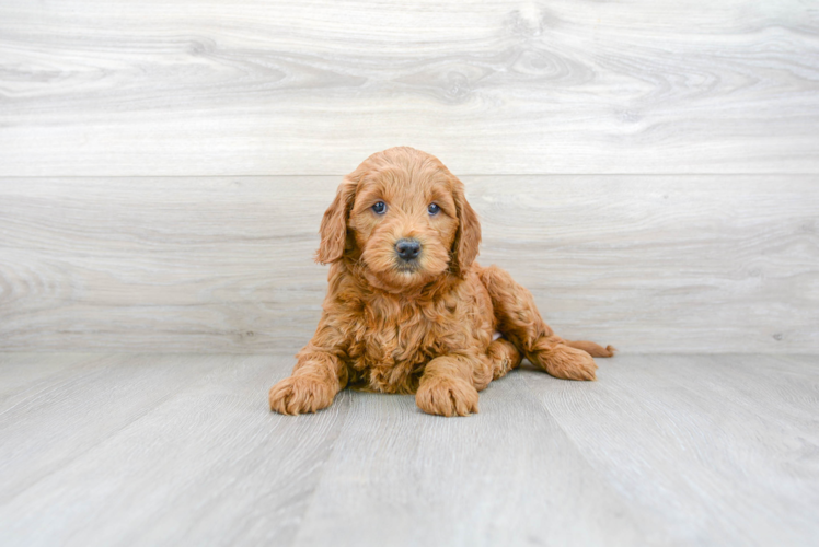 Meet Gigi - our Mini Goldendoodle Puppy Photo 2/3 - Premier Pups