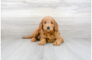 Meet Gigi - our Mini Goldendoodle Puppy Photo 1/3 - Premier Pups