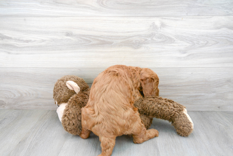 Meet Gigi - our Mini Goldendoodle Puppy Photo 3/3 - Premier Pups
