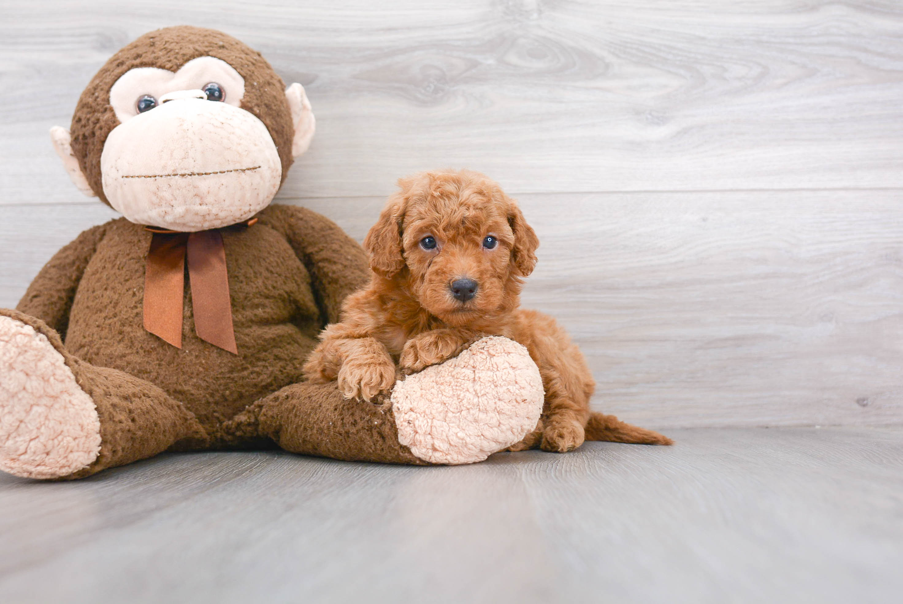goldendoodle breeders yorkshire