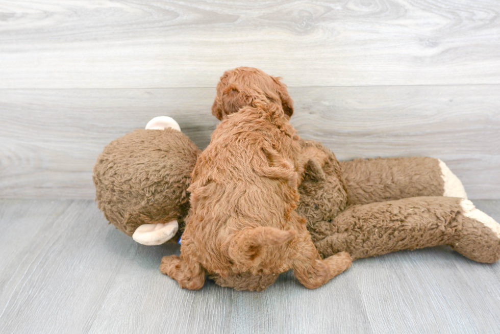 Meet Goldilocks - our Mini Goldendoodle Puppy Photo 3/3 - Premier Pups