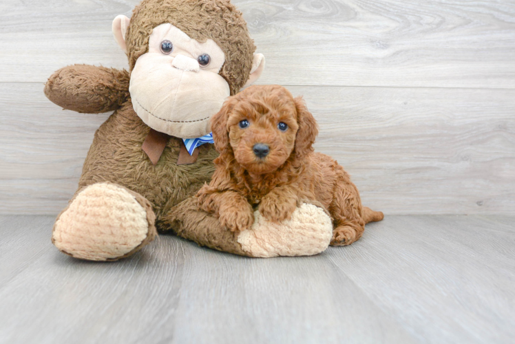 Meet Goldilocks - our Mini Goldendoodle Puppy Photo 1/3 - Premier Pups