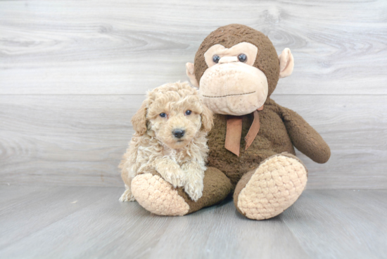 Popular Mini Goldendoodle Poodle Mix Pup