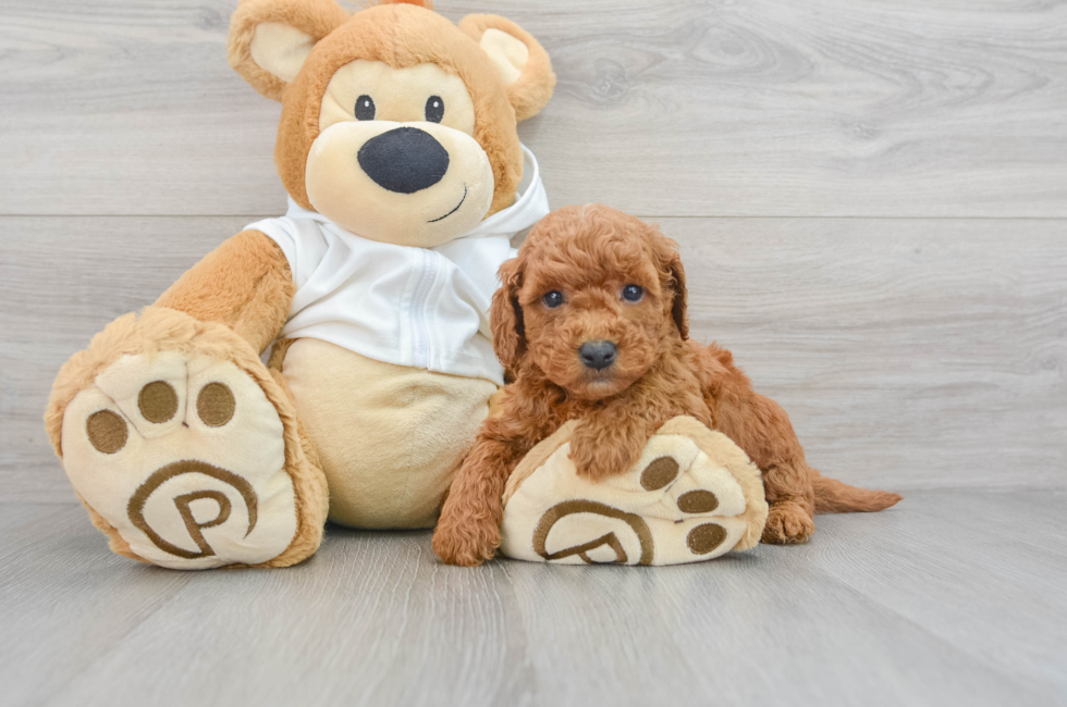 5 week old Mini Goldendoodle Puppy For Sale - Premier Pups