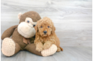 Meet Gus - our Mini Goldendoodle Puppy Photo 2/3 - Premier Pups