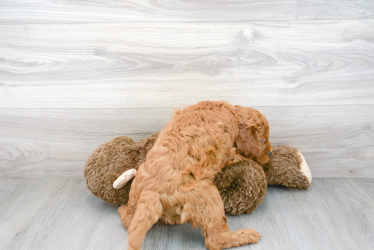 Meet Gus - our Mini Goldendoodle Puppy Photo 3/3 - Premier Pups