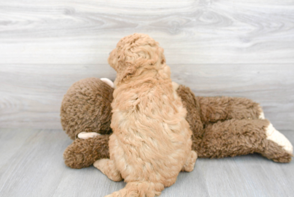 Cute Mini Goldendoodle Poodle Mix Pup