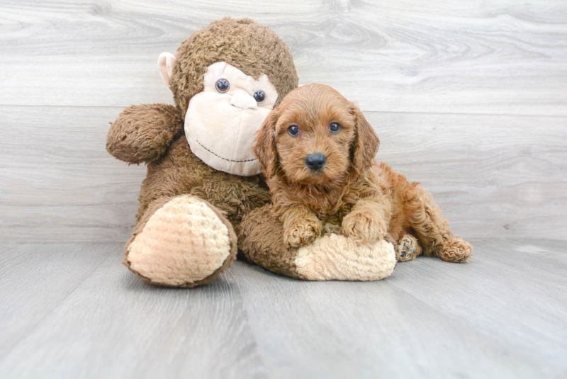 Meet Gus - our Mini Goldendoodle Puppy Photo 2/3 - Premier Pups