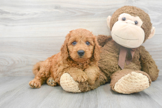 Mini Goldendoodle Pup Being Cute