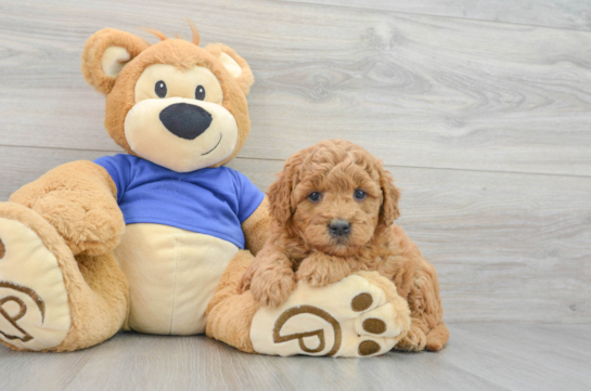 Mini Goldendoodle Pup Being Cute