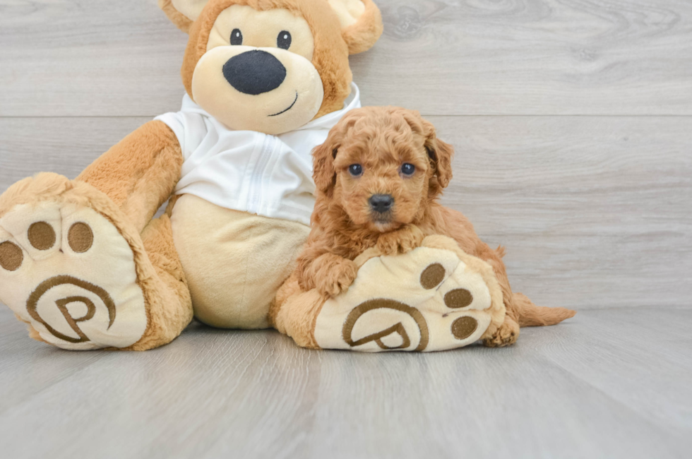 5 week old Mini Goldendoodle Puppy For Sale - Premier Pups