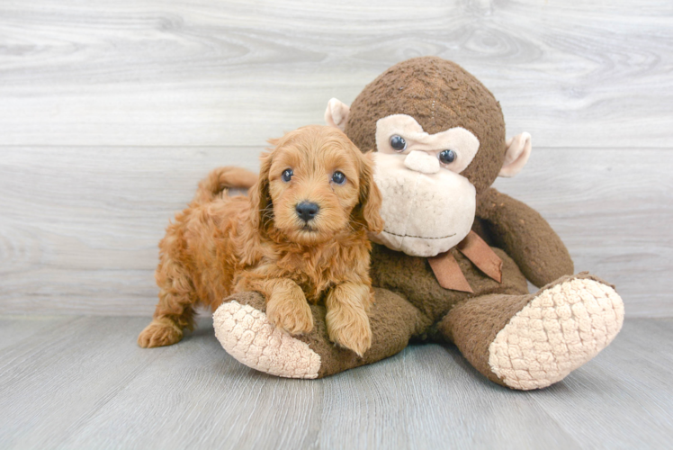 Meet Gwen - our Mini Goldendoodle Puppy Photo 2/3 - Premier Pups