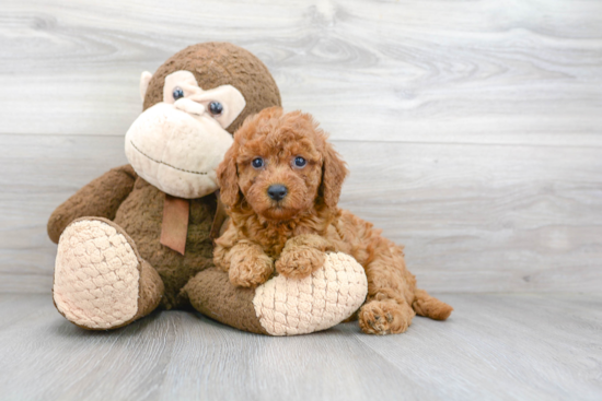 Mini Goldendoodle Puppy for Adoption