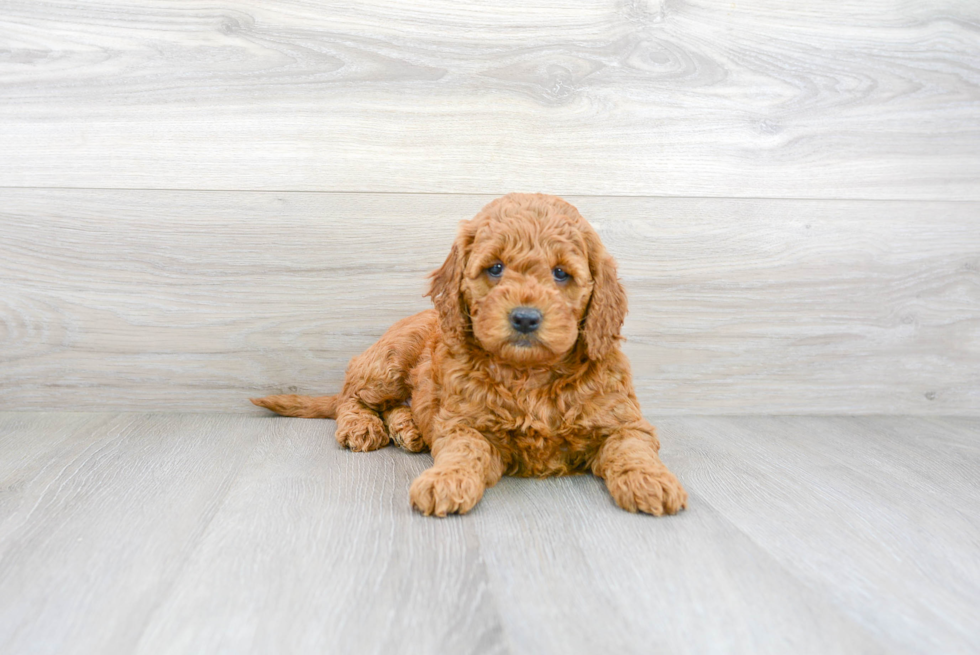 Meet Gwen - our Mini Goldendoodle Puppy Photo 1/3 - Premier Pups
