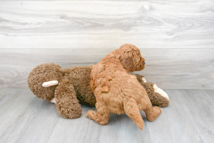 Meet Gwen - our Mini Goldendoodle Puppy Photo 3/3 - Premier Pups