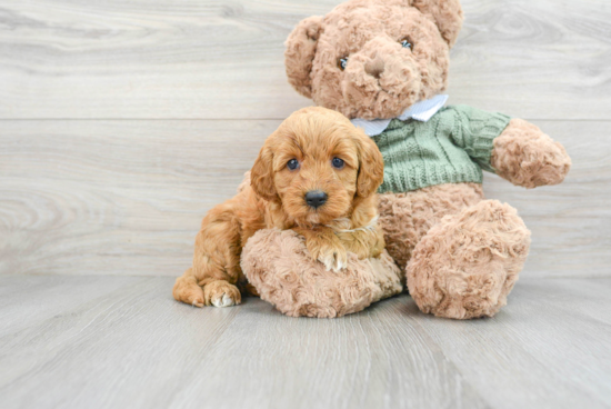 Energetic Golden Retriever Poodle Mix Puppy