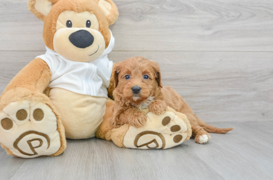 Hypoallergenic Golden Retriever Poodle Mix Puppy