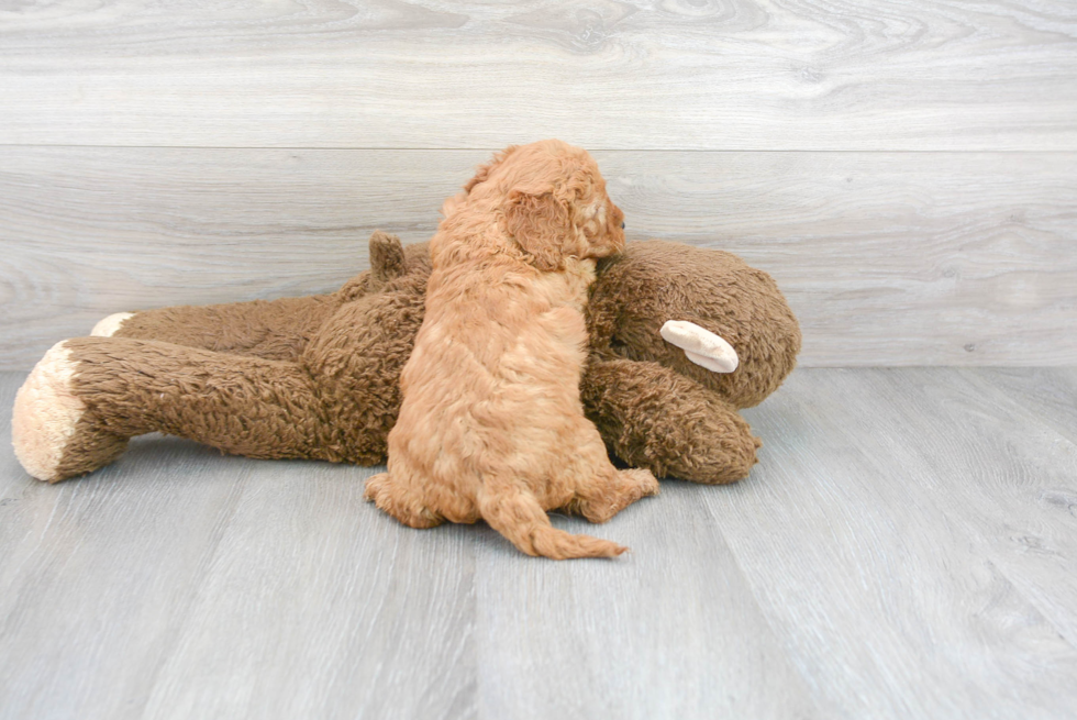 Meet Haley - our Mini Goldendoodle Puppy Photo 3/3 - Premier Pups