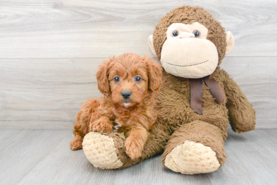 Mini Goldendoodle Puppy for Adoption