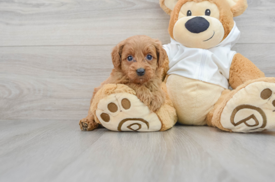Small Mini Goldendoodle Baby