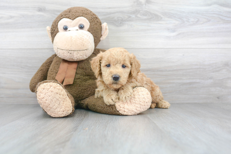 Standard, Toy & Mini: Goldendoodle Difference - Premier Pups - Premier Pups