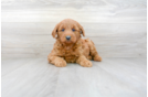 Meet Hannah - our Mini Goldendoodle Puppy Photo 1/3 - Premier Pups